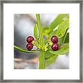 Mistletoe (viscum Cruciatum) Framed Print