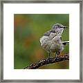 Mocking Bird Perched In The Wind Framed Print