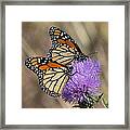 Monarch Butterflies On Field Thistle Din162 Framed Print