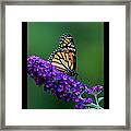 'monarch On Buddleia' Framed Print