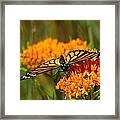 Monarch On Butterfly Weed Framed Print