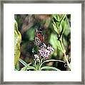 Monarch On The Wild Flowers Framed Print