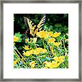 Monarch Framed Print