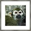 Monkey Framed Print