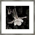 Moonlight Columbine Framed Print