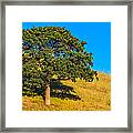 Moonrise Behind Oak Tree Framed Print