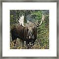 Moose Alces Alces In The Forest Alberta Framed Print