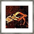 More Fun With Creatures In The Pools Framed Print