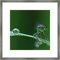 Morning Damselfly Framed Print