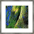 Moss In Light Framed Print