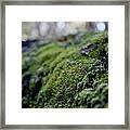 Mossy Log Framed Print