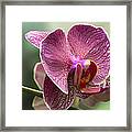 Moth Orchid Curvation Framed Print