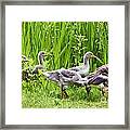 Mother Goose Leading Goslings Framed Print