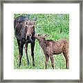 Mother's Day Moose Framed Print