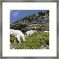 Mountain Goat Ewes And Kid Grazing Framed Print
