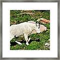 Mountain Goat Framed Print