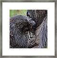 Mountain Gorilla Infant Feeding Framed Print