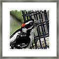Mr Downy Woodpecker Framed Print