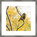 Mr. Grosbeak Framed Print