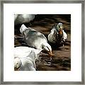 Muddy Ducks Framed Print