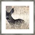 Mule Deer Fawn Resting In Grass Tule Framed Print