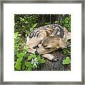 Mule Deer Odocoileus Hemionus Newborn Framed Print
