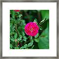Multifloral Rose Framed Print