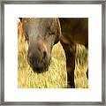 Munching Out Framed Print