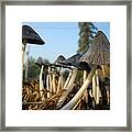 Mushroom Leaning To The Right Framed Print
