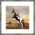 Mustang Framed Print