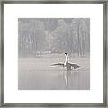 Mute Swan Cygnus Olor Stretching Framed Print