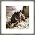 My Baby Indy @ 1 Month Old. #horse Framed Print