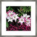 My Lilies Framed Print