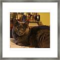 My Patient Subject. #canon #t4i #cat Framed Print
