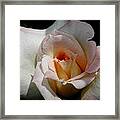 My Secret Rose Framed Print