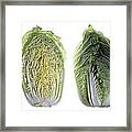 Napa Cabbage Framed Print