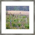 Nature On The Marsh Framed Print