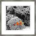 Nemo At Home Framed Print