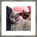 Neo & Barnaby #cats #cute #blue Framed Print