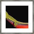 Neotropical Green Anole Anolis Framed Print