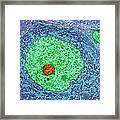 Nerve Cell, Tem Framed Print