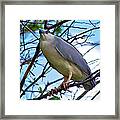 Night Heron On A Tree Framed Print