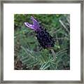 #noedit #nofilter #purple #flower Framed Print