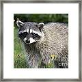 North American Raccoon Framed Print