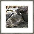 Northern Elephant Seal Male Attempting Framed Print
