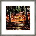 Northern Michigan Forest 3 Framed Print