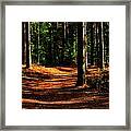 Northern Michigan Forest Framed Print