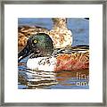 Northern Shoveler Duck . 7d8664 Framed Print