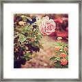 Nostalgic Pink Rose Framed Print