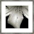 Ode To Georgia,black And White Lily Framed Print
